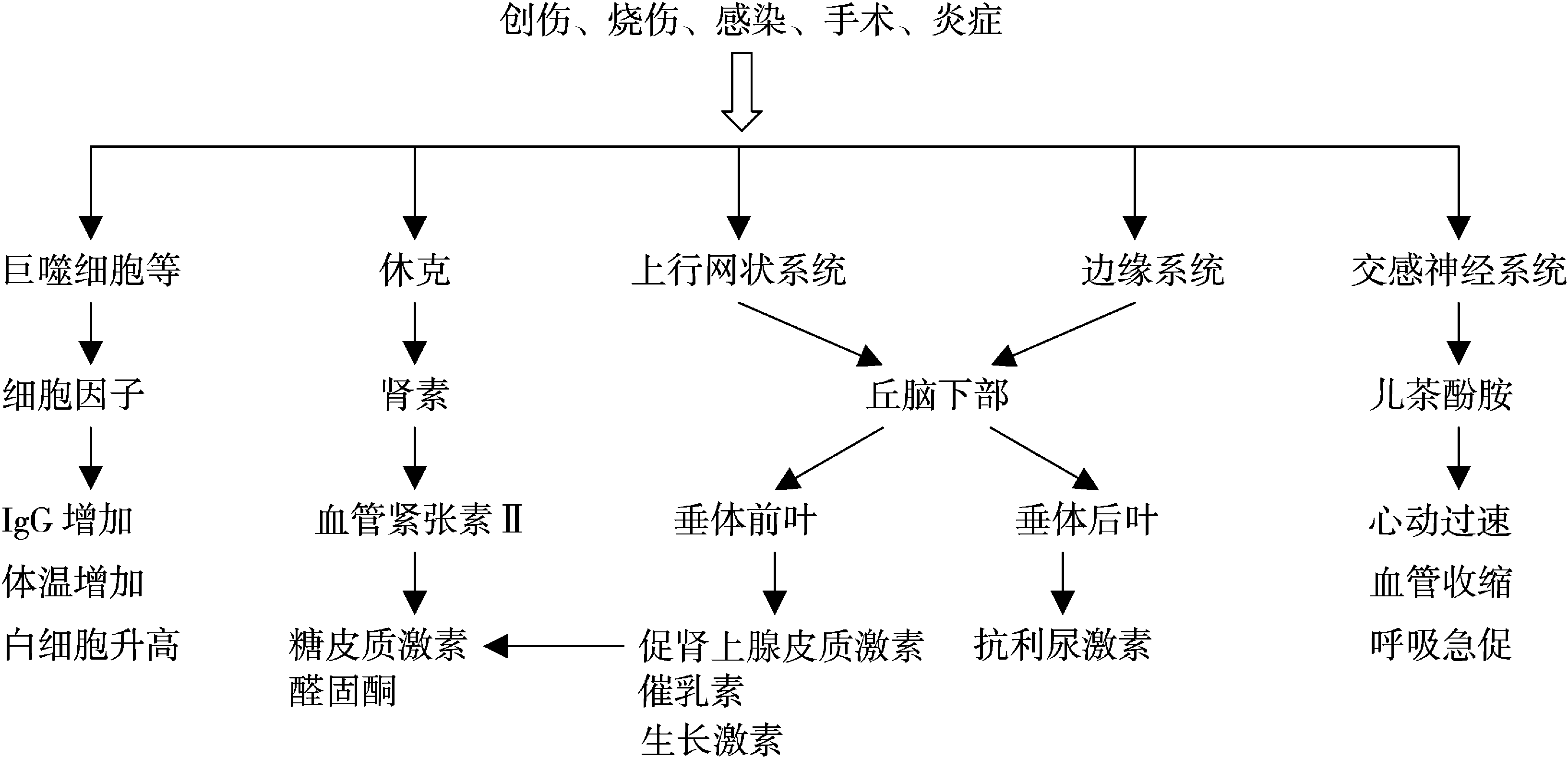 第六節(jié) 危重癥應(yīng)激的發(fā)生與轉(zhuǎn)歸
